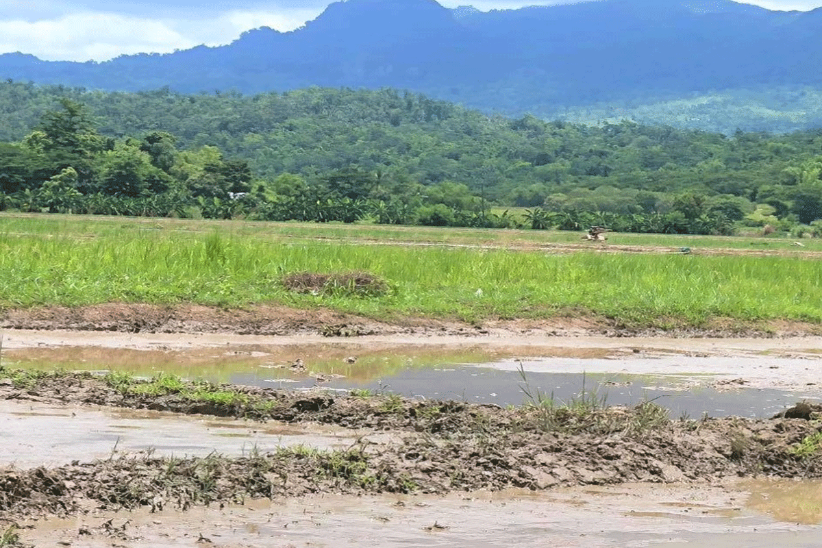 Bukid