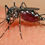 Dengue