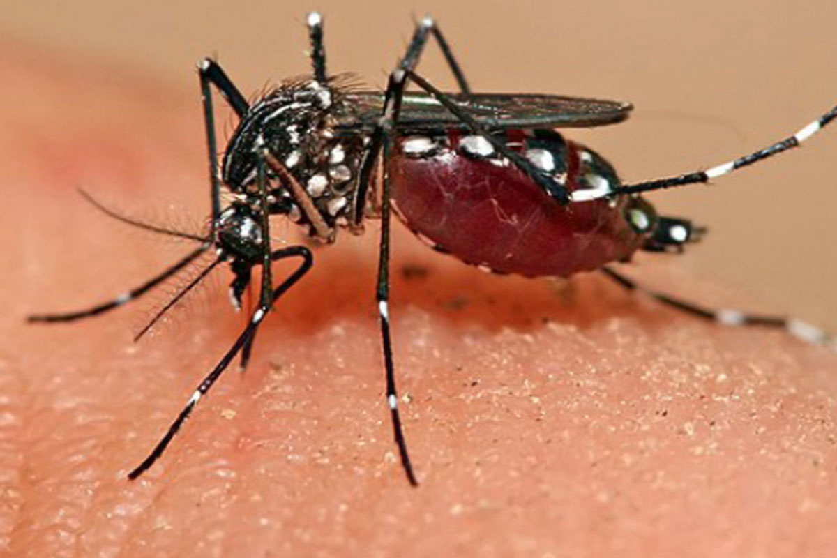 Dengue