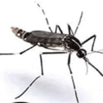 Dengue