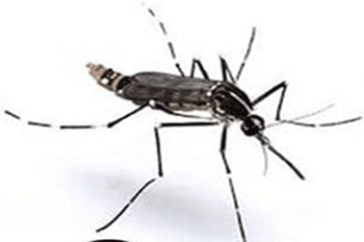 Dengue