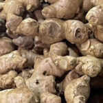 Ginger1