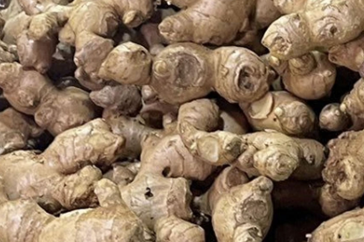 Ginger1
