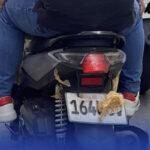 NCAP