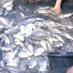 Tilapia