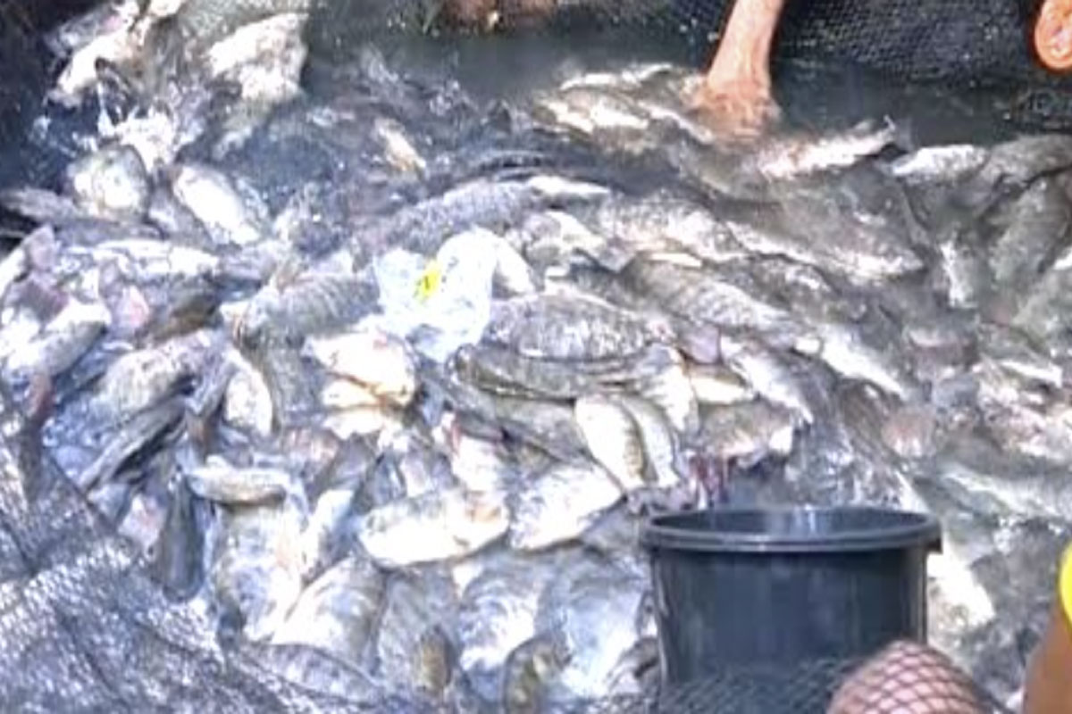 Tilapia
