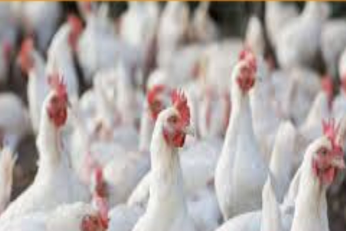 Chicken