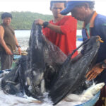 Fisherman
