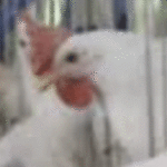 Manok