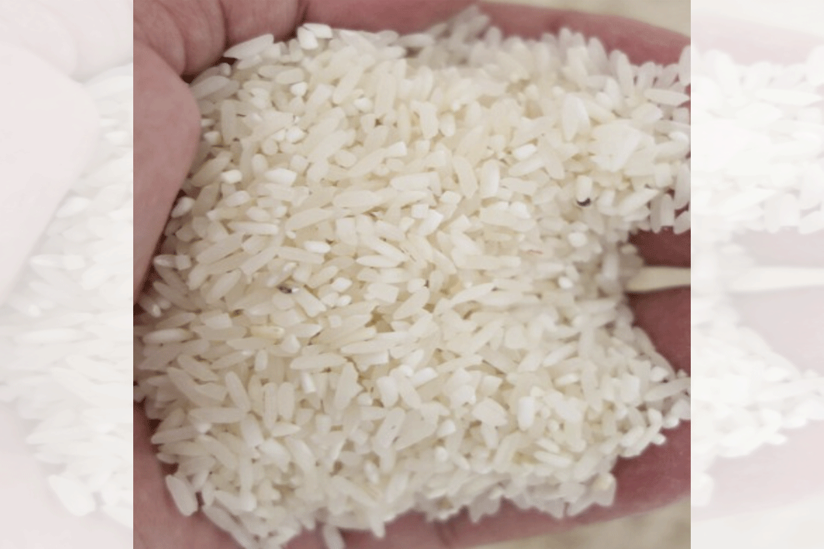 Rice