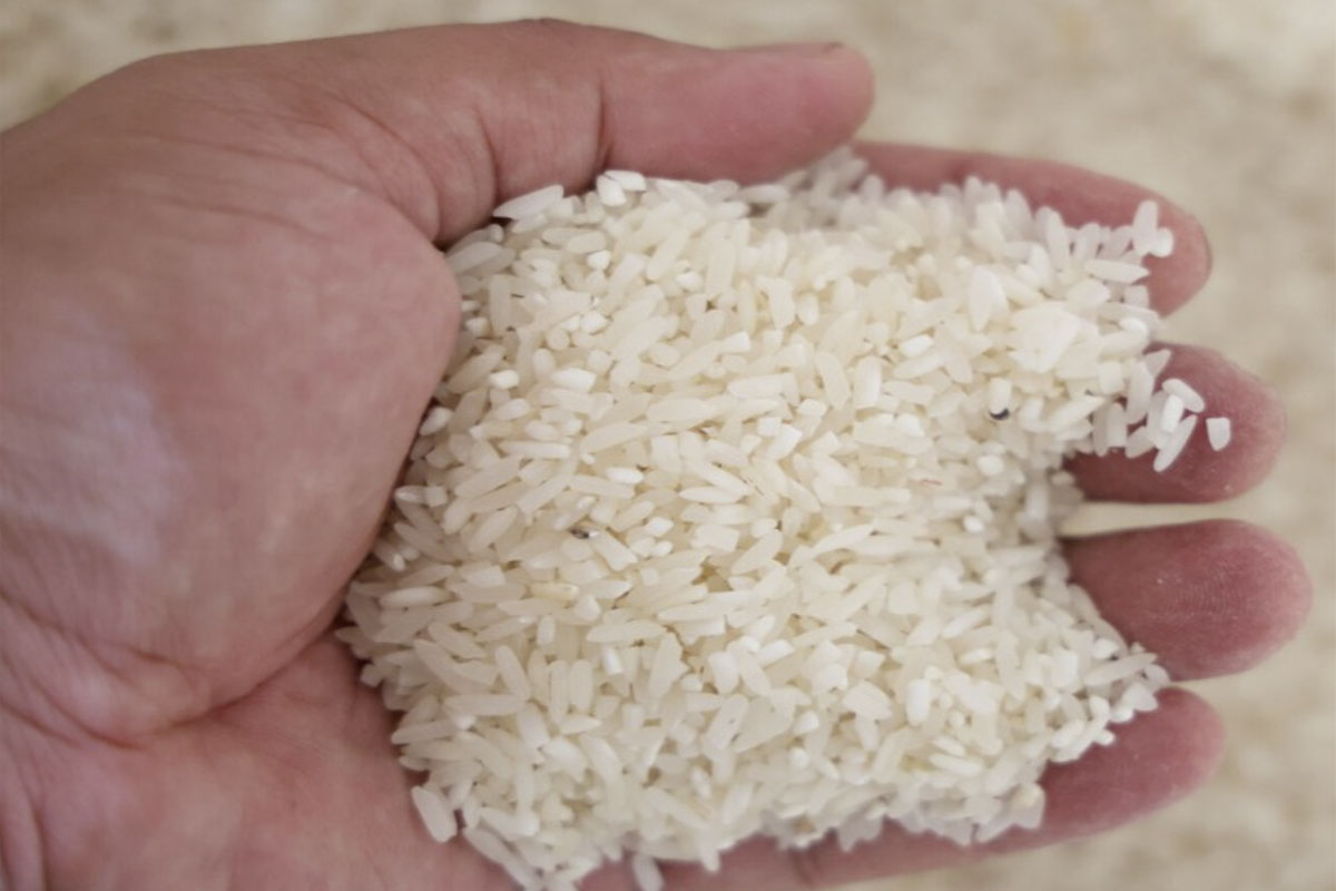 Rice