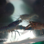 Crayfish