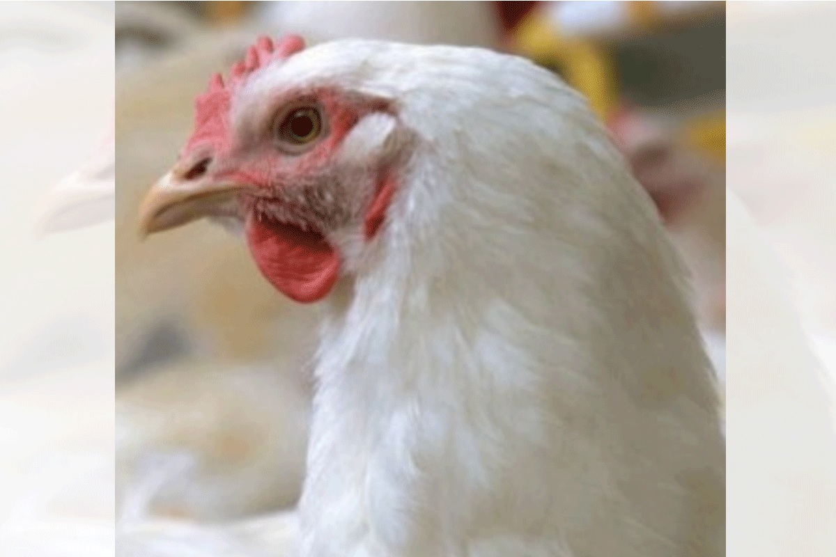 Manok