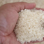Rice
