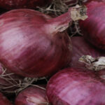 Onion