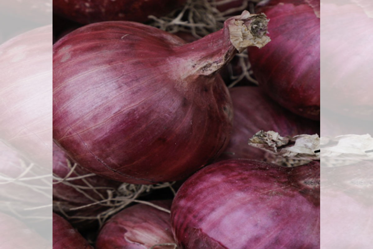 Onion
