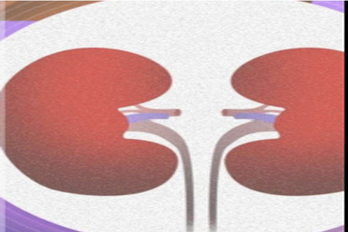 Kidney