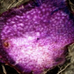 Ube