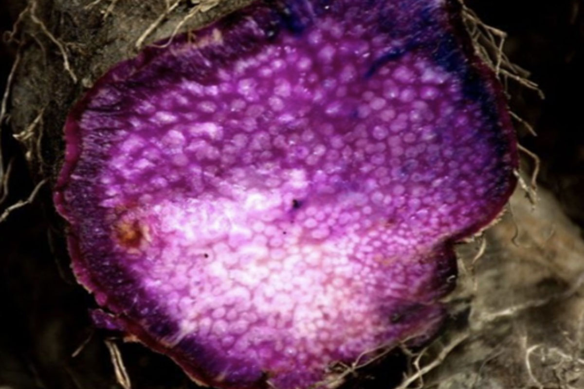 Ube