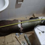 Arapaima
