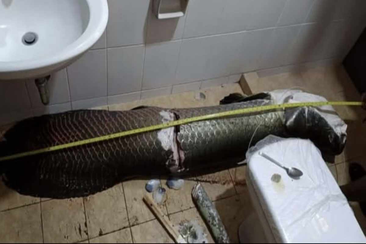 Arapaima