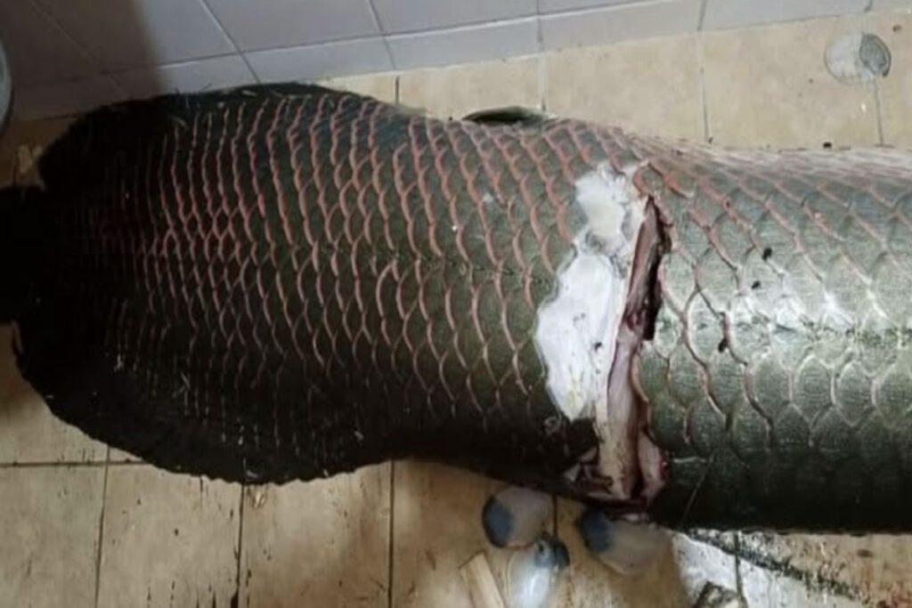 Arapaima1