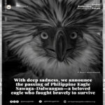 Eagle1