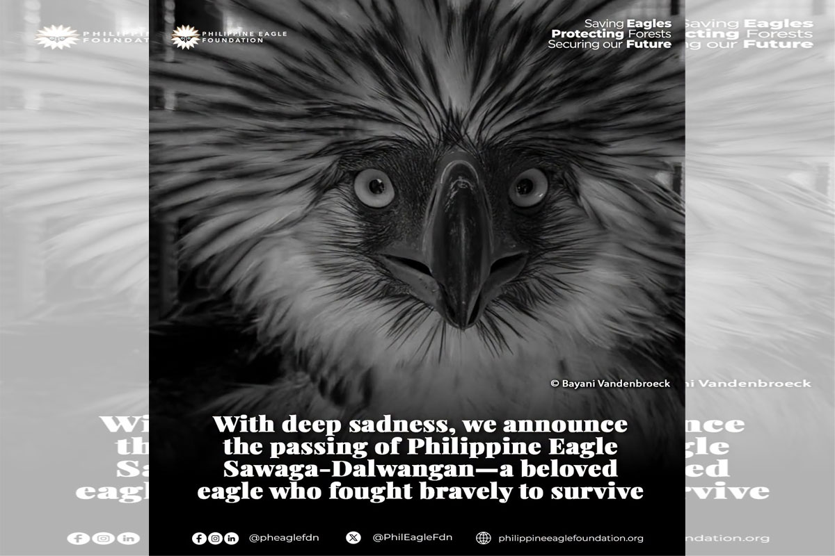 Eagle1