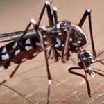 Dengue