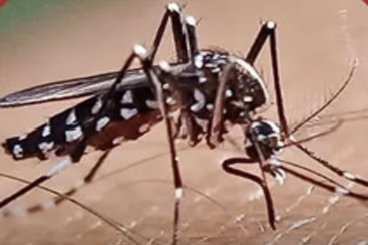 Dengue